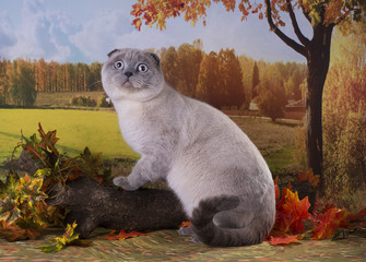 cat playing in the autumn forest