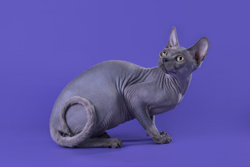 bald cat on a blue background