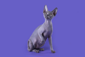 bald cat on a blue background