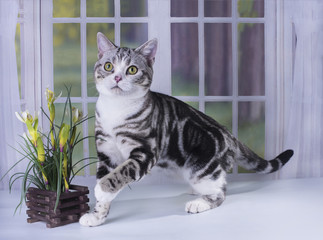 Cat on a window sill