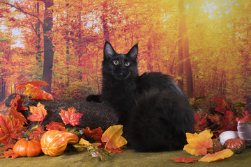cat  in the autumn forest