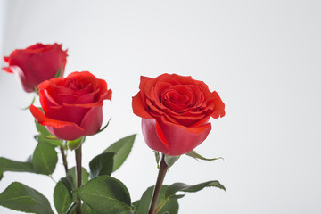 red roses on white background