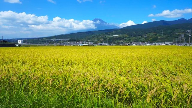 Japanese agriculture landscape of ripe rice paddy field with mount Fuji on the background. Rural Japan countryside farm scene