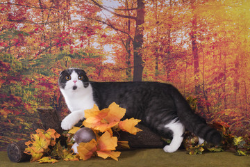 Cat walks on autumn meadow