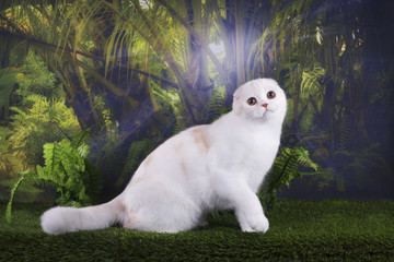 Cat walking in the wild jungle