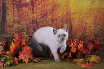 little kitten playing in the autumn forest