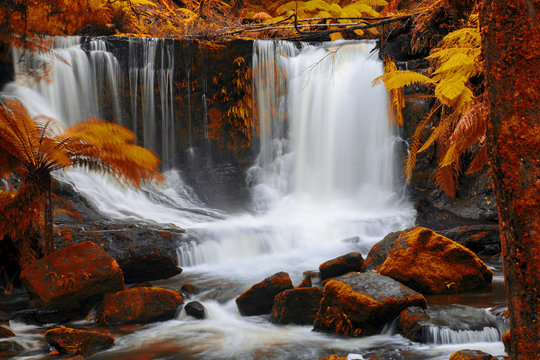 Fototapeta Beautiful Horseshoe Falls after heavy rain fall in Mount Field National Park, Tasmania, Australia. Abstract red hues added.