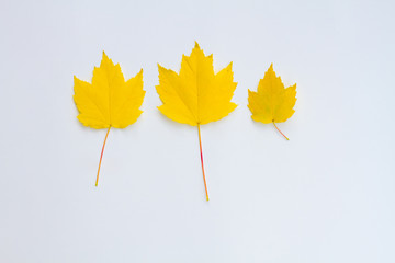 three yellow leaves in a row