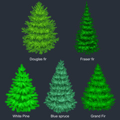 Set of christmas vector tree like fir or pine Blue spruce for New year celebration without holiday decoration, evergreen xmas plants