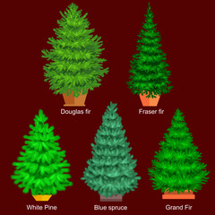 Set of potted christmas vector tree like fir or pine Blue spruce for New year celebration without holiday decoration, evergreen xmas plants