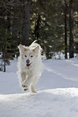 sammy running in snow