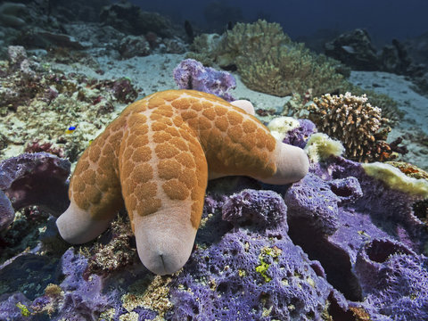 Granulated Sea Star, Gek&ouml;rnter Kissenstern (Choriaster granulatus)