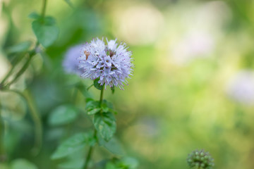 Mint and flower