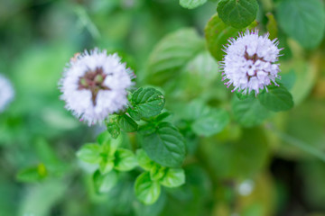 Mint and flower