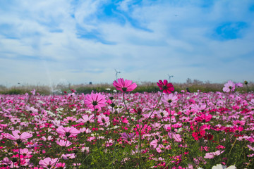 Obraz na płótnie Canvas the cosmos flower in the field / A landscape view of the cosmos flower in the field 