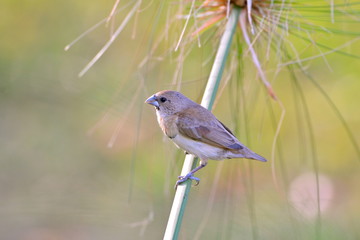 Chestnut-breasted Mannikin, little bird, Tahiti