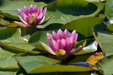 kwiat © wedrownik52