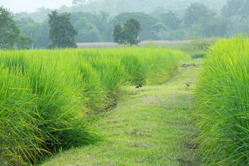 Grass field landscape