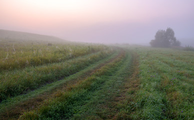 Misty summer landscape