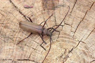 Megopis scabricornis - a longhorn beetle