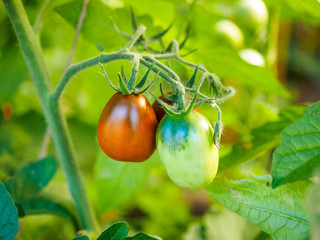 Tomatoes grow on the branches in the garden