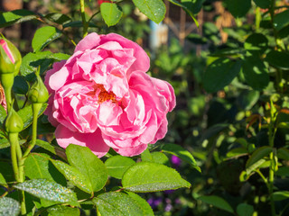 Roses with pink petals.