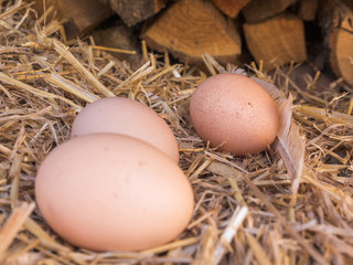 Close-up brown chicken eggs on a bed of straw