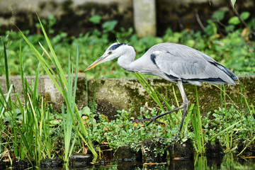 水辺のアオサギ