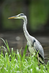 水辺のアオサギ