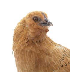 Isolated Chicken From The Farm