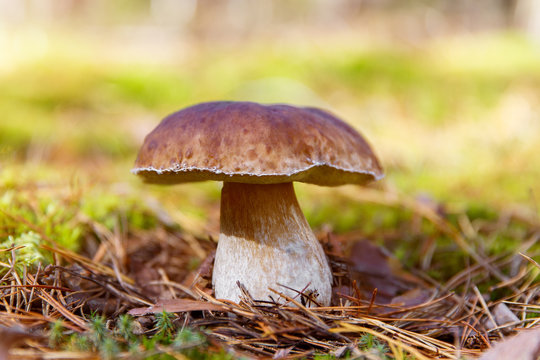 Mushrooms Boletus growing in forest. Autumn Cep Mushrooms. Mushr
