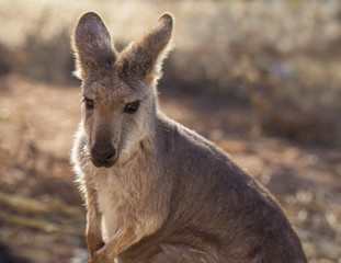 Kangaroo
