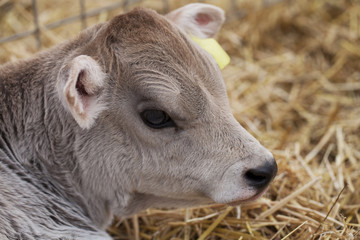 Baby Calf On The Farm