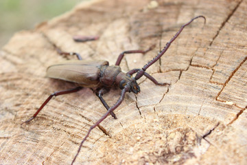 Megopis scabricornis - a longhorn beetle