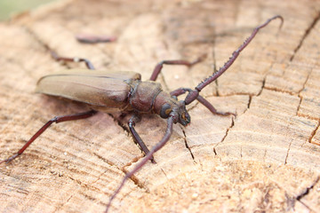 Megopis scabricornis - a longhorn beetle