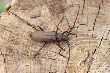 Megopis scabricornis - a longhorn beetle