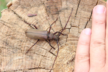 Megopis scabricornis