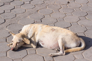 Thai stray pregnant dog