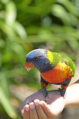 Lorikeets