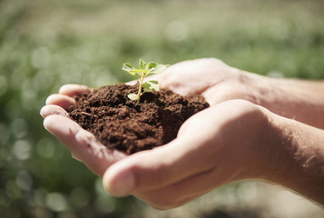 Nurturing touch of man hands