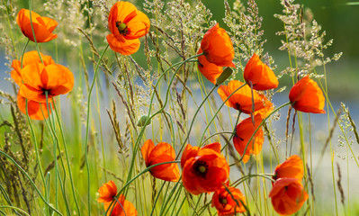 Naklejka premium Wildflowers poppies