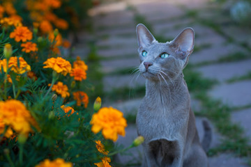 Young Oriental Gray Cat On Walk In Flower Garden Summer. Oriental Breed. Cat Walks On Nature.