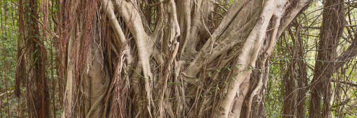 Huge ancient trees in the rain forest