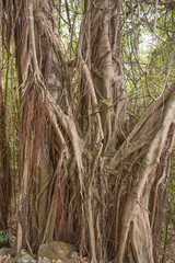 Huge ancient trees in the rain forest