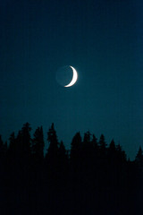crescent moon n trees © danheller