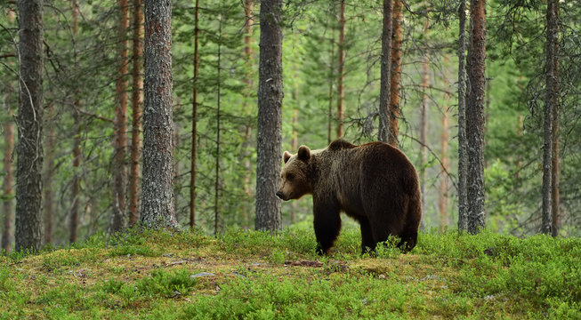 brown bear in a forest landscape