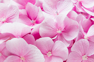 Bloosom hydrangea - pink flower pattern. Floral background. Macro.