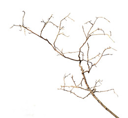 Fototapeta na wymiar close up of dry branch