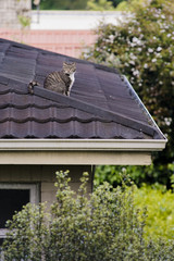 지붕 위에 고양이
