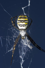 Argiope Bruennichi